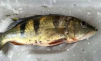 Imagem 7: Vendo chácara Corumbá 4.