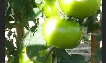 Imagem: Fazendinha Produtiva !!!Aceita caminhão