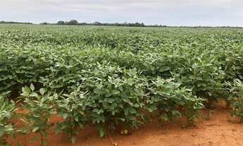Imagem 2: Fazenda 1.400 hect em jangada MT. Reg barra do bugre 500hect em lavoura 38 milhões