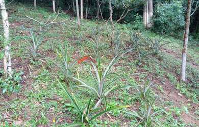 Imagem 5: Chácara em Estrada do Yamamoto, 10A - Alvorada - Biritiba Mirim/SP
