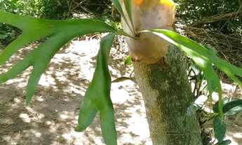 Imagem 3: Terreno fundo rio Paranapanema top!