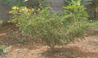 Imagem 2: Chacara 700 m Chácara com venda por R$160.000