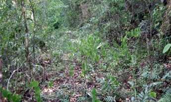 Imagem 6: Terreno com 6 hectares