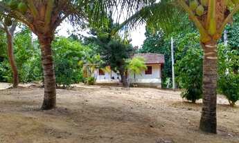 Imagem 4: Terra com 17mil pés de café