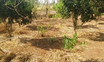 Imagem 4: Chacara a venda. **Oportunidade*