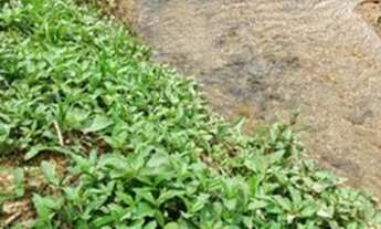 Imagem: Chácara Terreno Rural