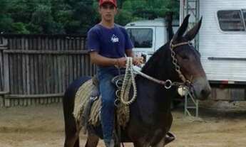 Imagem 5: Fazenda 39 alqueires entre Santo Antônio de Posse e Itapira VENDA OU ARRENDAMENTO