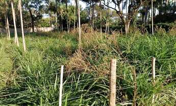 Imagem 5: Chacrinhas Rajadinha 2