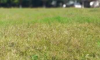 Imagem 4: Venda fazenda Unaí mg escriturada formada rio bem estrururada