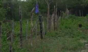 Imagem 3: Lote / terreno em mojó paço do Lumiar