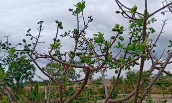 Imagem 2: Vende-se chácara na Marajó-Go