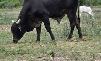 Imagem 2: Aproveitem e invistam num excelente terreno de 420m murado 1.200m do Feira Guay