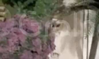 Imagem 4: Apartamento Pátio das Artes na Pedra Branca com 123,26