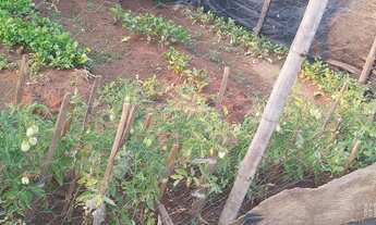 Imagem 7: AREADO (SãO GABRIEL DO OESTE) - Sítio - Areado