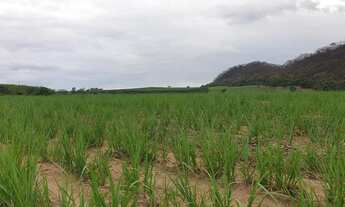 Imagem 6: Sítio Cajuru em Cana de açúcar