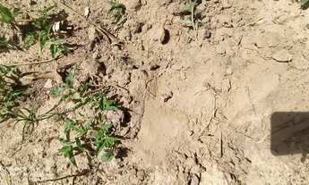 Imagem 7: Área rural com 10 hectares, plano, frente para Pi-112, a 20 km de Teresina!