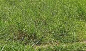 Imagem: Chácara 6 alqueires município Professor