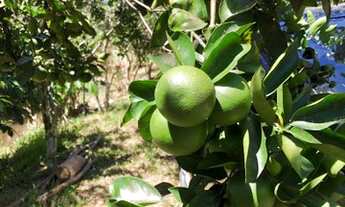 Imagem 5: Vendo excelente terreno