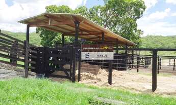 Imagem 2: Fazenda Extra - Região de Crixás-GO ! 136 Alqueires ! Oportunidade !