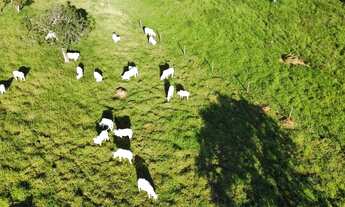 Imagem 2: Fazenda/Sítio/Chácara 7 alqueires,2 em caldas novas toda formada, planta tudo