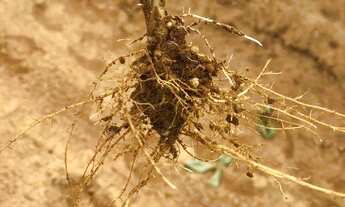 Imagem 5: Fazenda 1.400 hect em jangada MT. Reg barra do bugre 500hect em lavoura 38 milhões