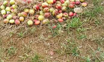 Imagem 7: Chácara venda pego carro no negócio