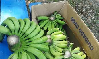 Imagem 7: Sítio taquara Chácara com venda por R$54.000