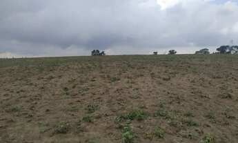 Imagem 7: Fazenda ,gado,plantio otimo investimeno.