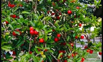 Imagem 5: Chácara em ilha do sol Guarapari