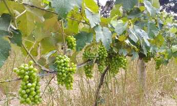 Imagem 3: Viamão - Sítio - Águas Claras