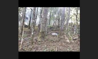 Imagem 6: Chácara na roseira