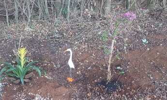 Imagem 4: Venda Chácara Chácara com venda por R$250.000