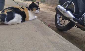 Imagem: Alugo apartamento no Judite nunes Porto