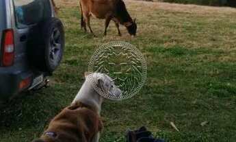 Imagem 6: URUBICI - Terreno Padrão - Santo Antônio