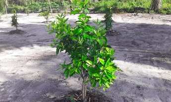 Imagem 2: Vendo Terreno 30X50 Região da cacimba velh