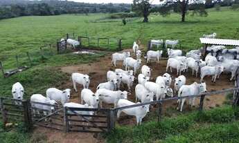 Imagem: Fazenda/Sítio/Chácara 7 alqueires,2 em