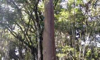 Imagem 6: Chácara 27.000m2 Troca, vende em Quitandinha