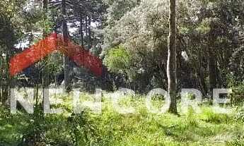 Imagem 5: Chácara em Estrada geral - Contendas - São Francisco de Paula/RS