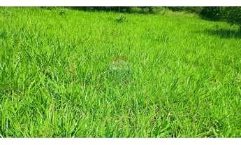 Imagem 6: Área para plantio de soja;grãos.Criação de gado bovino. 900 hectares.Agricultura e PECUÁRI