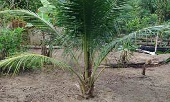 Imagem: Vendo terreno na BR 174 ZF 6