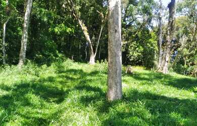 Imagem 3: Chácara em São José dos Pinhais na Malhada, Troca, Vende