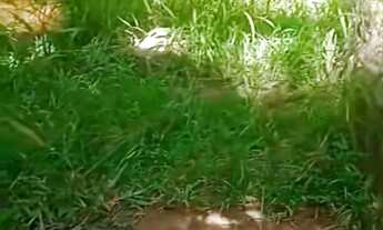 Imagem 2: Sítio Chácara com venda por R$300.000