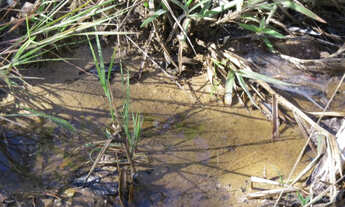 Imagem 5: Área de 85000m2, com nascente e córrego perene só R$110 mil