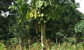 Imagem 5: Terra em Colinas do Sul Go