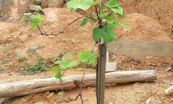 Imagem 5: Venda Terreno 12x43,5