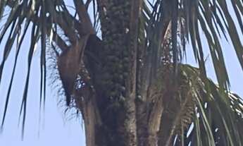 Imagem: Lote no ramal do janauari 50x60