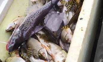 Imagem 6: Sitio com praia particular a 60km de santarem