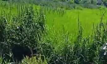 Imagem 5: Vendo terreno em Florestinha