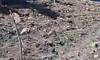 Imagem: Vendo Sítio/Chácara em Santo Antônio