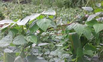 Imagem 2: Sitio 11 Hectares!! Poço Próprio!!Pastagem!!Casa Sede!!!20 km MAJOR PRATES!!